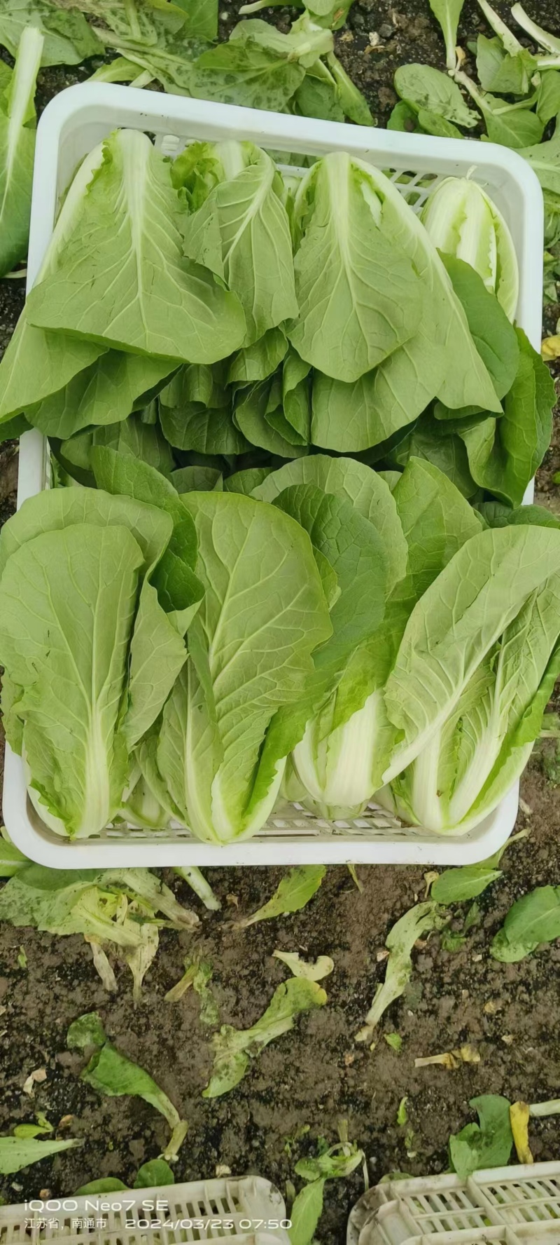 江苏毛白菜大量上市中，产地一手货源对接各级批发商质量保正