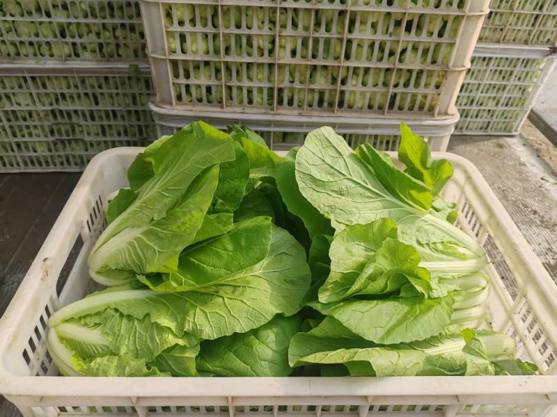 江苏毛白菜大量上市中，产地一手货源对接各级批发商质量保正