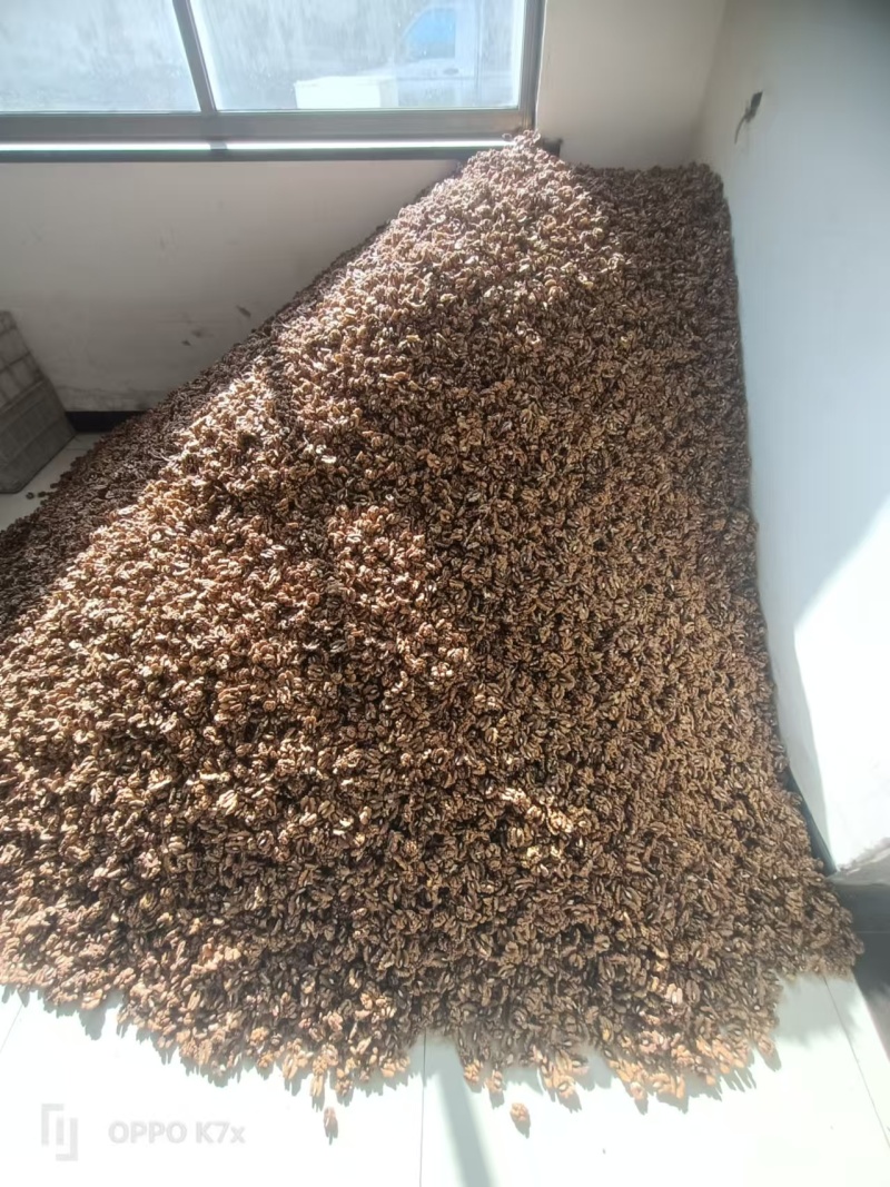 尖白核桃仁山西核桃仁普白白二白三路基地直发