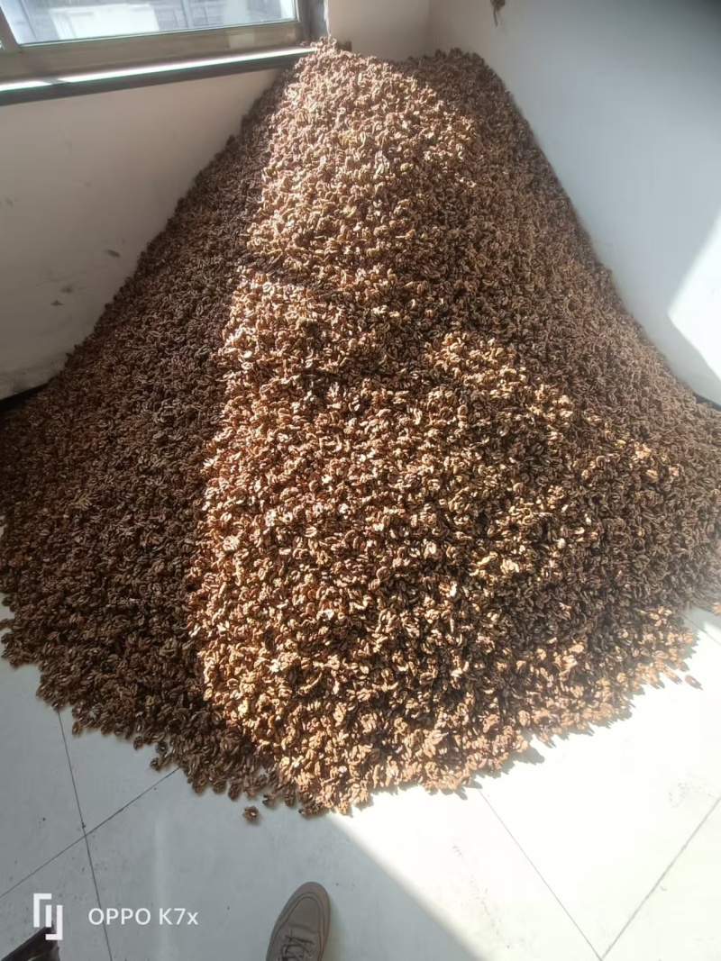 核桃仁基地直发货优价美可视频看货欢迎进店联系
