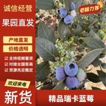 精品瑞卡蓝莓基地直发量大从优品质保证欢迎来电咨询