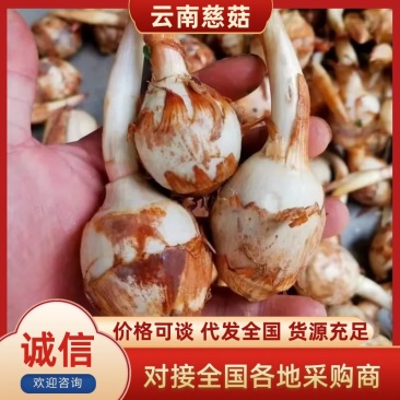【精品】云南慈菇云南茨菇现挖现发，一手货源，欢迎各位老板联系