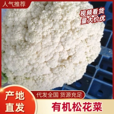 【热卖】精品花菜,本地松花菜,量大质优价格,对接批发
