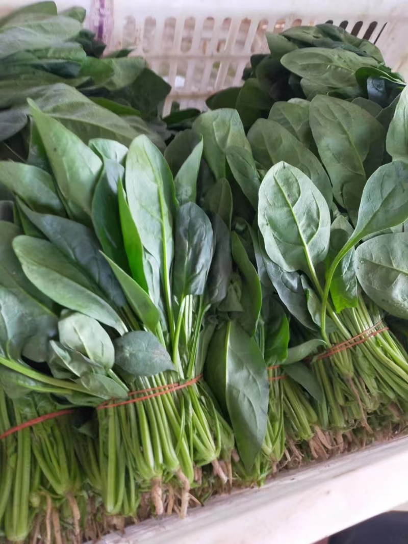 【热卖中】精选江苏菠菜大量上市品质高耐运输