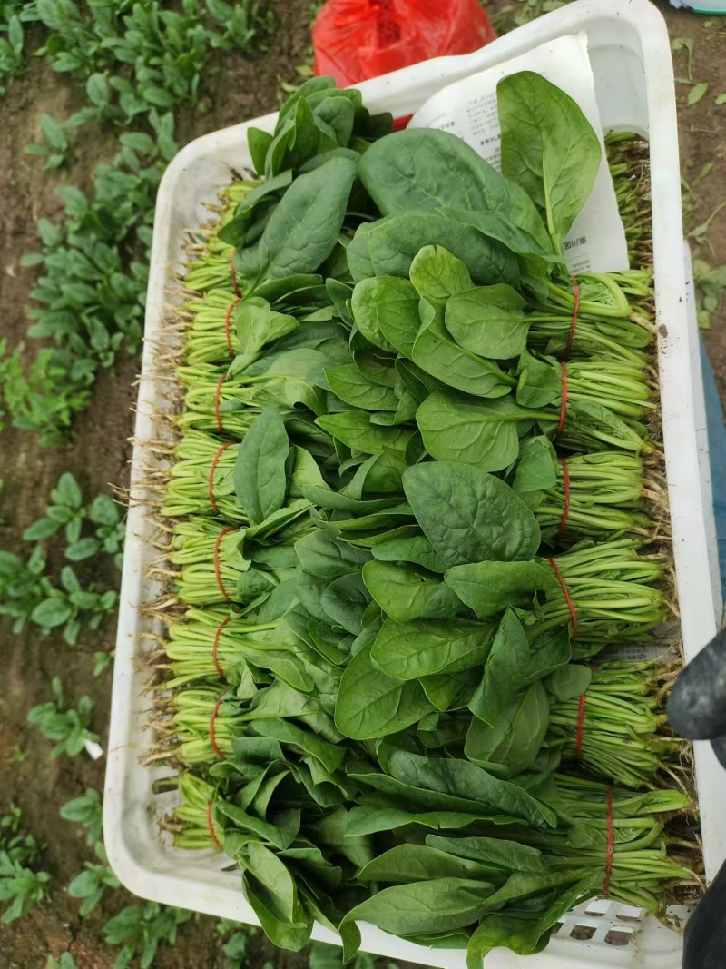 【热卖中】精选江苏菠菜大量上市品质高耐运输