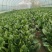 【热卖中】精选江苏菠菜大量上市品质高耐运输