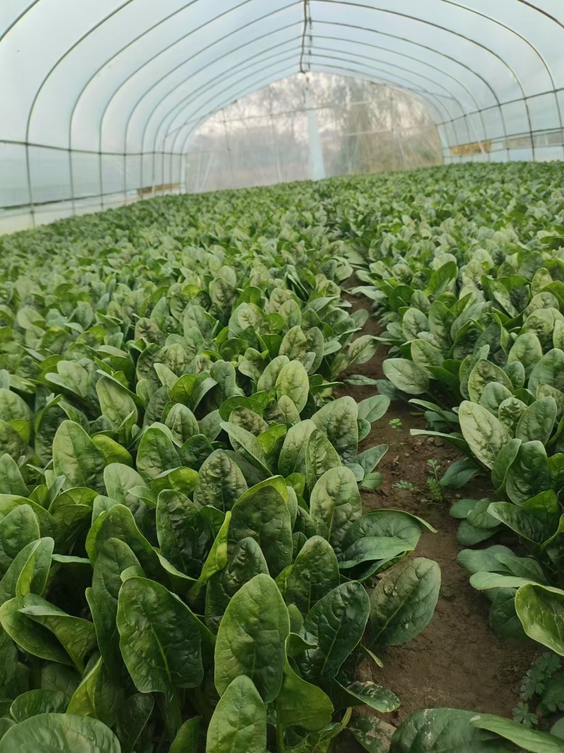 【热卖中】精选江苏菠菜大量上市品质高耐运输