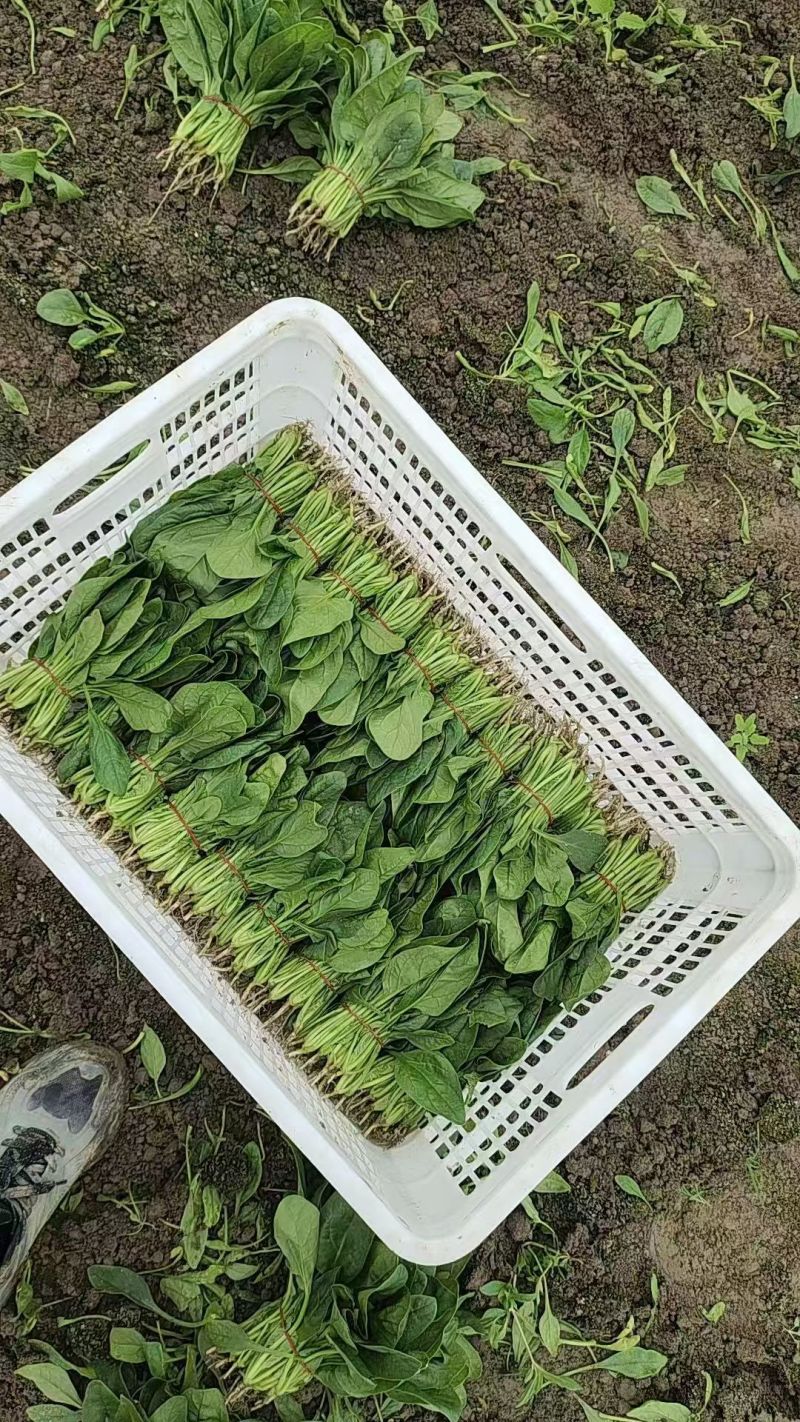 【热卖中】精选江苏菠菜大量上市品质高耐运输