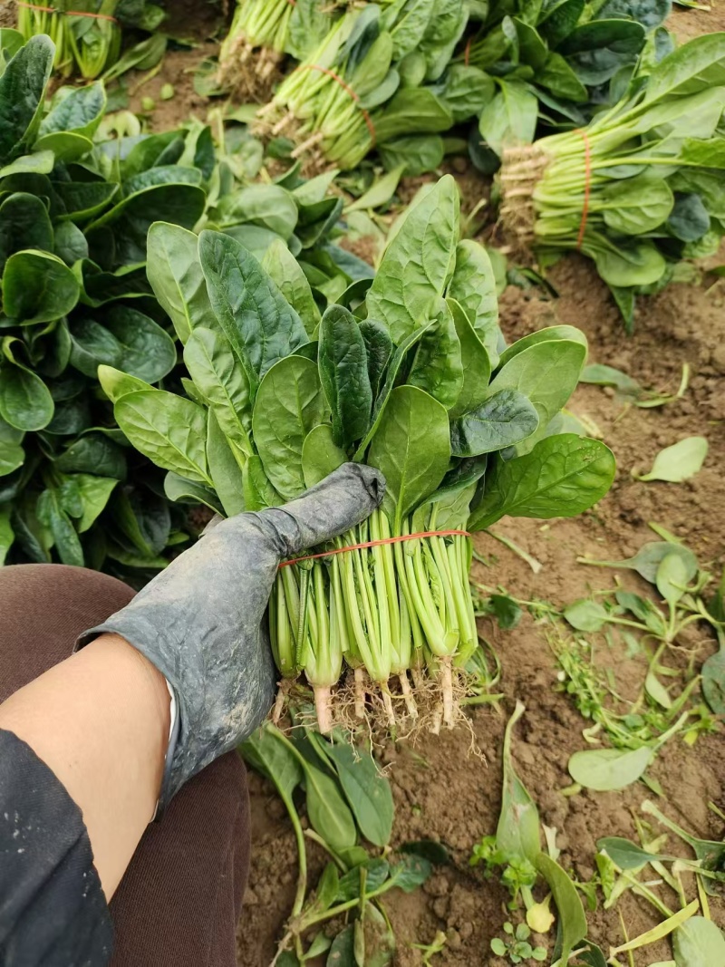 【热卖中】精选江苏菠菜大量上市品质高耐运输
