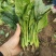 【热卖中】精选江苏菠菜大量上市品质高耐运输