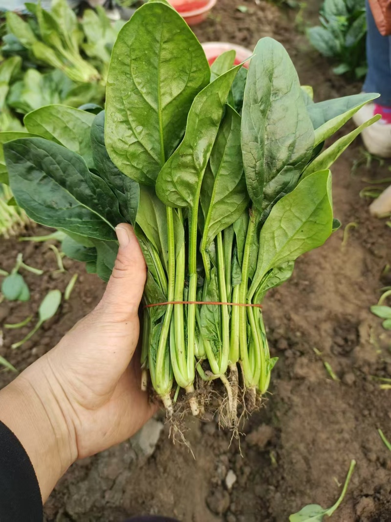【热卖中】精选江苏菠菜大量上市品质高耐运输