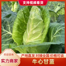 湖北牛心菜牛心白精品牛心甘蓝产地供应一手货源