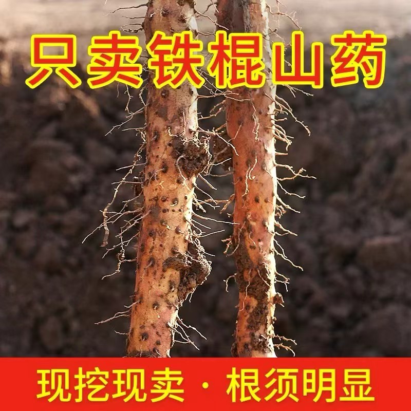 河北铁棍山药一手资源产地直发保障品质