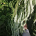 龙泉太空301白芸豆种子早熟九粒白摘不败