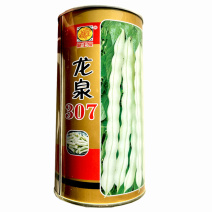 龙泉307芸豆种子九粒白摘不败耐热产无筋春秋种植