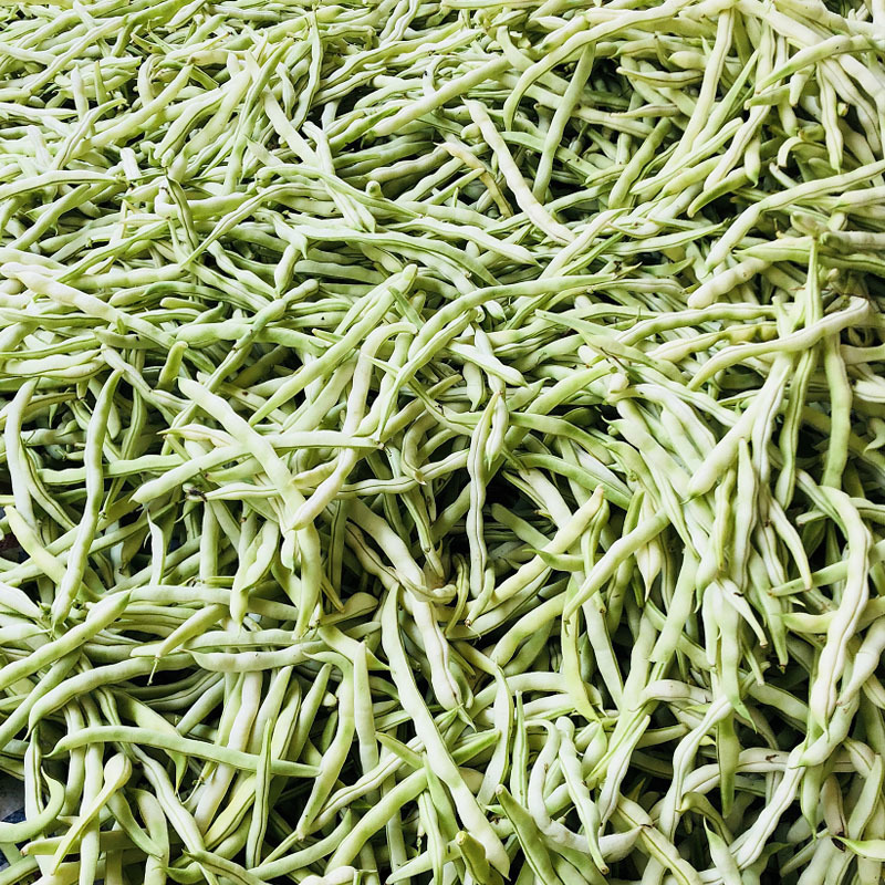 龙泉307芸豆种子九粒白摘不败耐热产无筋春秋种植