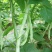 龙泉307芸豆种子九粒白摘不败耐热产无筋春秋种植