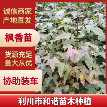 枫香，枫香苗，枫香树苗，大小规格有货，现挖发货！