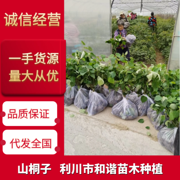 山桐子/山桐子苗/山桐子树苗/保质保量发货