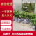山桐子/山桐子苗/山桐子树苗/保质保量发货