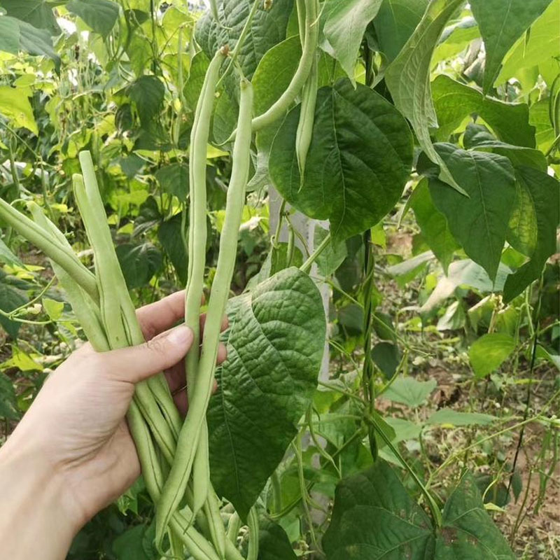 无筋架豆种子**早熟高产春秋播种无纤维长圆长豆角