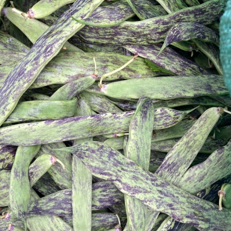 花皮油豆种子无筋豆荚淡绿色肉厚挂果多50天上市