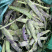 花皮油豆种子无筋豆荚淡绿色肉厚挂果多50天上市