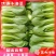 【精品】江苏上海青产地直发价格优惠全国供应