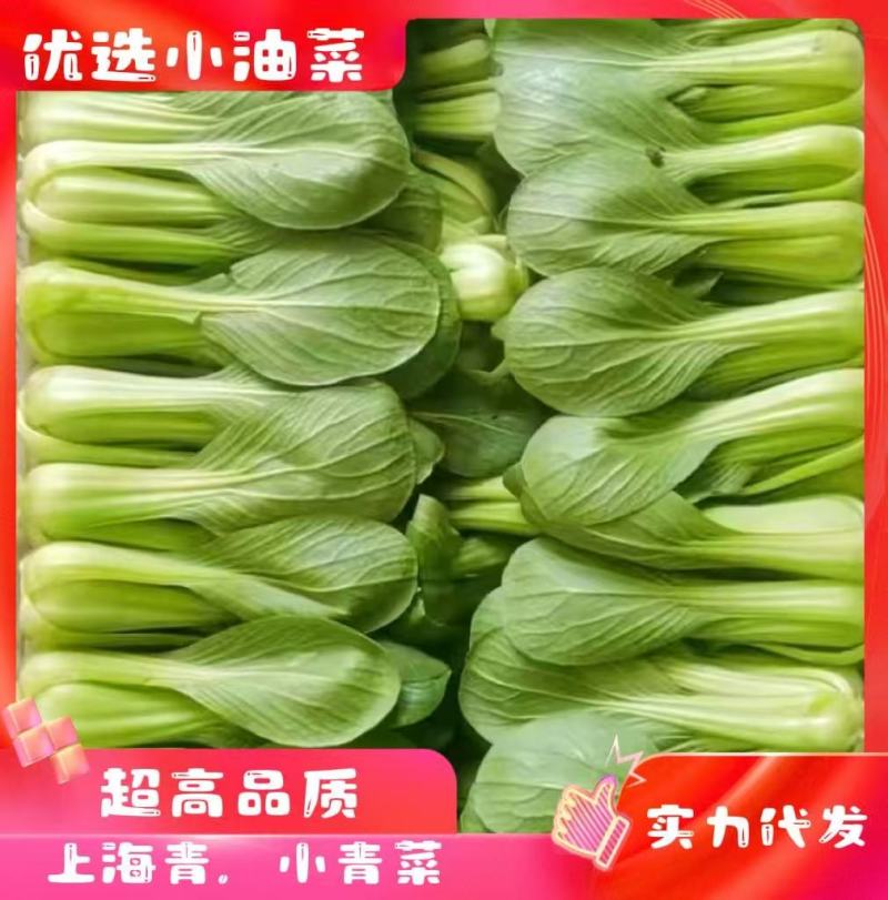【精品】江苏上海青产地直发价格优惠全国供应