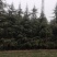 新鲜来自陕西的雪松，品质保证