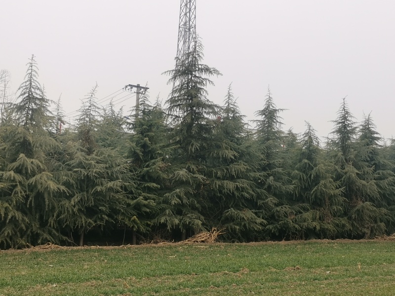 新鲜来自陕西的雪松，品质保证