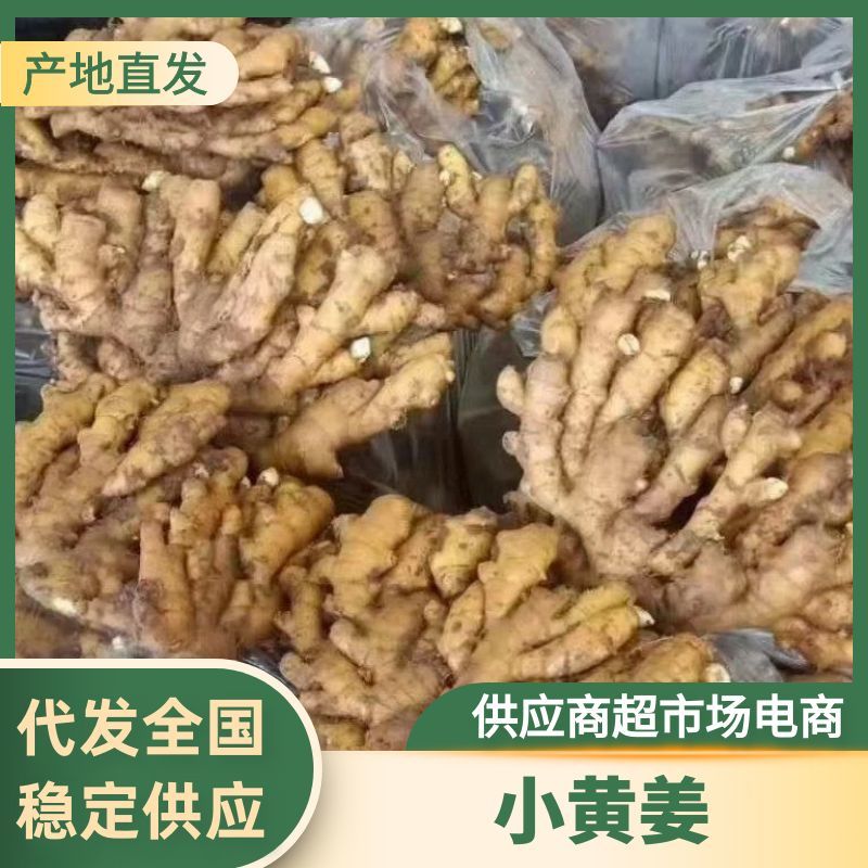 小黄姜新洞藏小黄姜鲜姜产地现场看姜分拣水洗一条龙服务