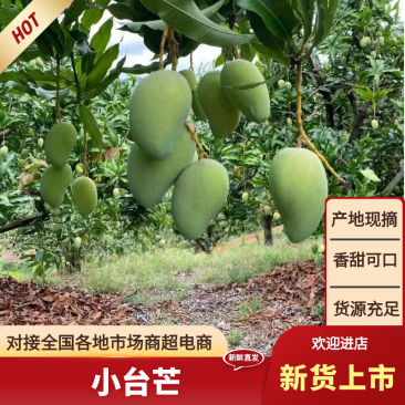 小台芒广西小台芒大量供应基地直发对接市场电商
