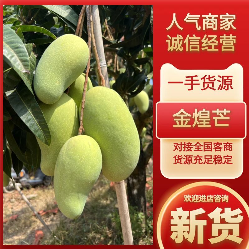 金煌芒云南金煌芒产地直发提供一条龙服务全国发货