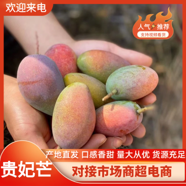 贵妃芒海南贵妃芒基地直发品质保证价格可谈欢迎咨询