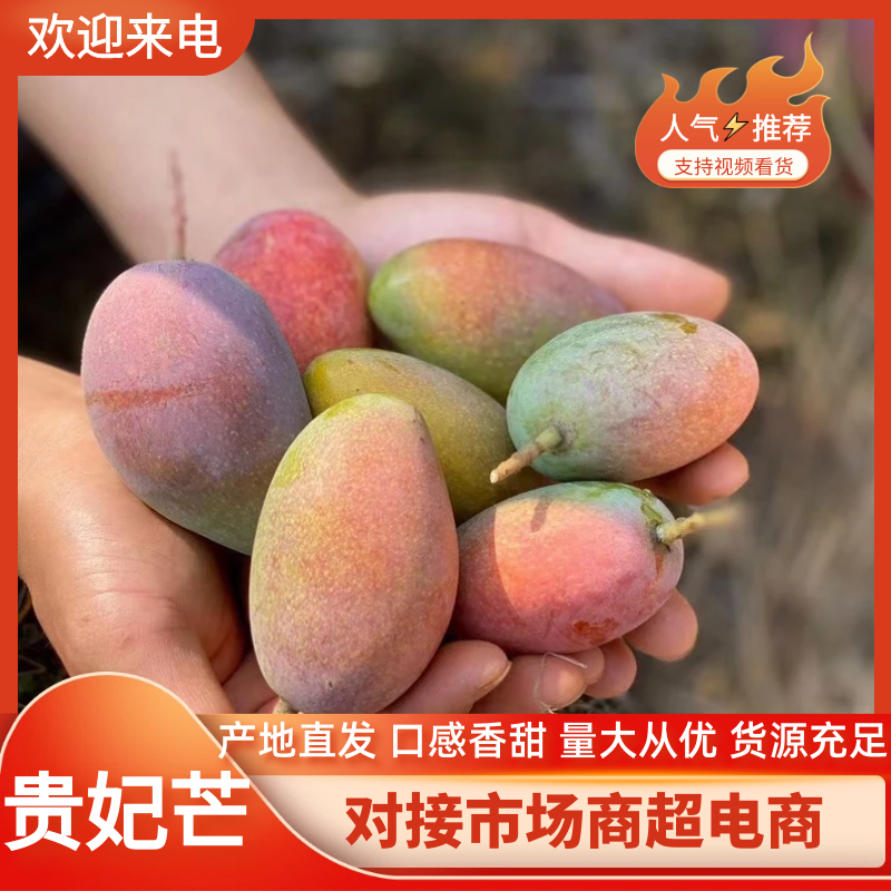 贵妃芒海南贵妃芒基地直发品质保证价格可谈欢迎咨询