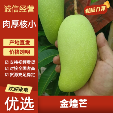 云南金煌芒云南芒果大量上市品质保证可对接市场电商