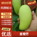 云南金煌芒云南芒果大量上市品质保证可对接市场电商