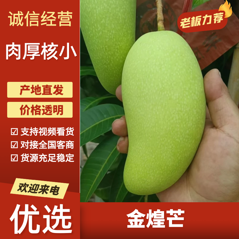 云南金煌芒云南芒果大量上市品质保证可对接市场电商