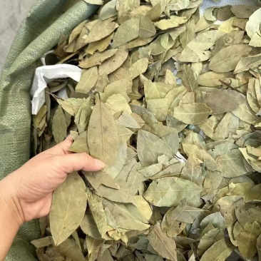 进口香叶月桂叶卤味香料调味料港口一手货整件从优大货对接可