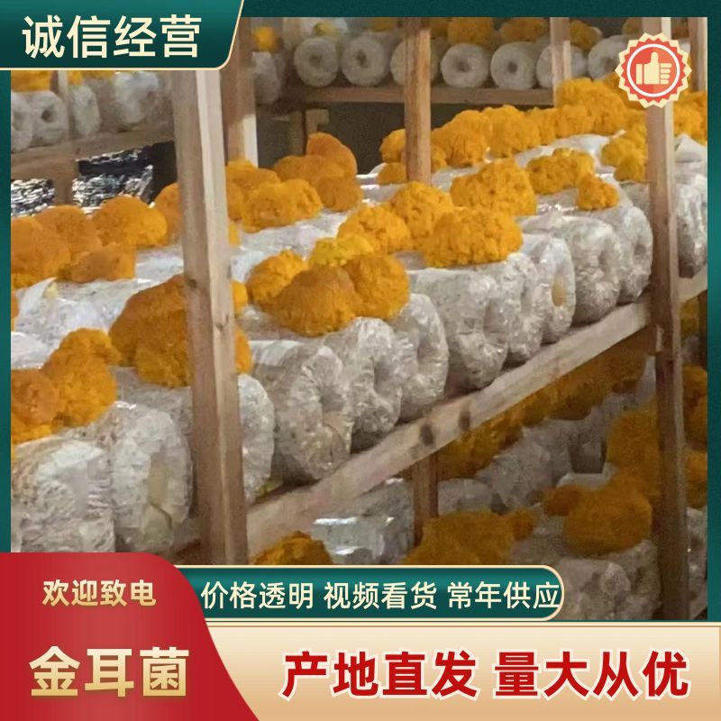 金耳菌优质品质保质保量自家培育干净卫生