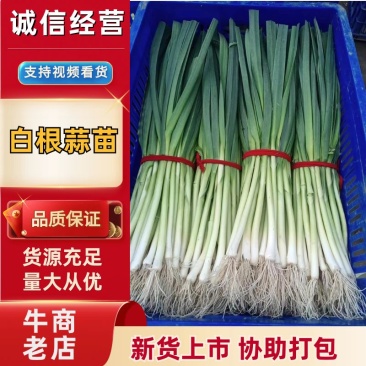 山东省临沂市蒜苗大量上市，产地直发，量大从优，欢迎选购