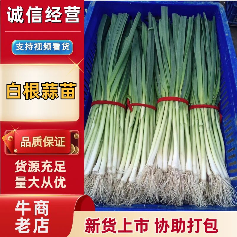 山东省临沂市蒜苗大量上市，产地直发，量大从优，欢迎选购
