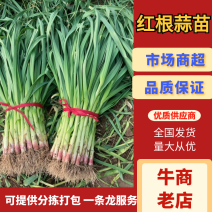 郯城红根蒜苗大量上市欢迎老板前来采购，诚信经营一条龙服务