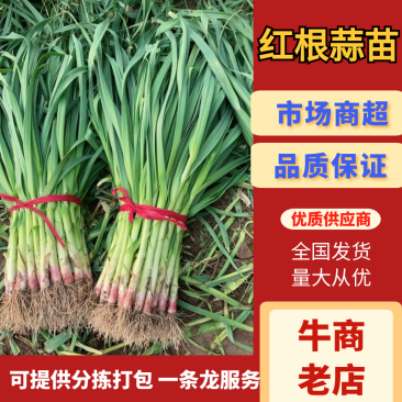 郯城红根蒜苗大量上市欢迎老板前来采购，诚信经营一条龙服务