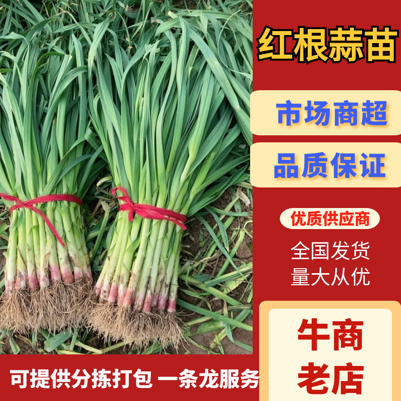 郯城红根蒜苗大量上市欢迎老板前来采购，诚信经营一条龙服务