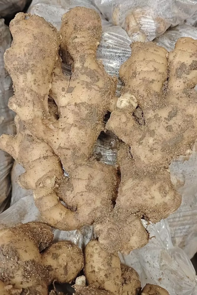 精品山东大黄姜，产地直发，专业团队，品质保证，价格优惠
