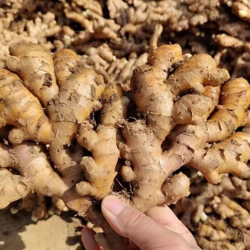 精品山东大黄姜，产地直发，专业团队，品质保证，价格优惠