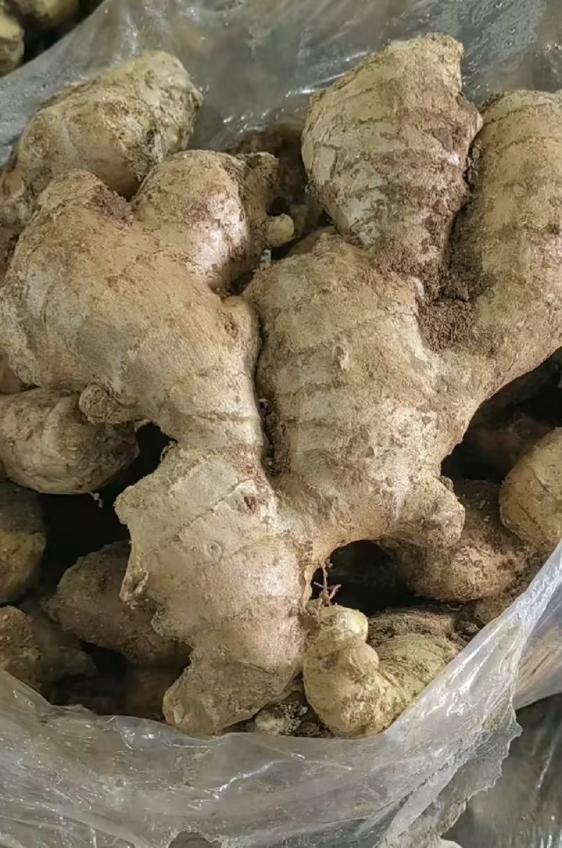 精品山东大黄姜，产地直发，专业团队，品质保证，价格优惠