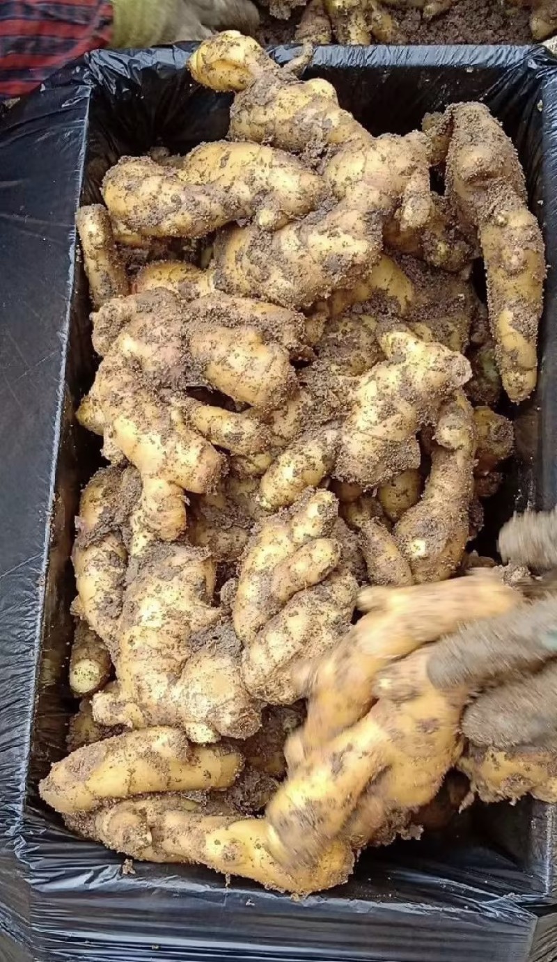 精品山东大黄姜，产地直发，专业团队，品质保证，价格优惠